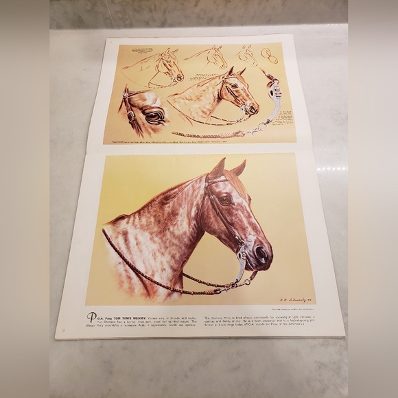 Horses Heads In Oils and Pastels by Don Schwartz - Picture 7 of 12